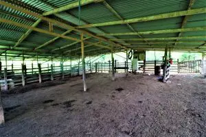 1 (61)