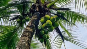 5511 – Ojochal Versatile Multi-Unit Property with Income Expansion Potential_64