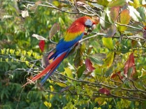 Scarlet Macaw in Costa Rica