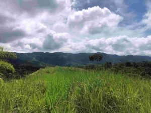 Lot 19 – Mountain view