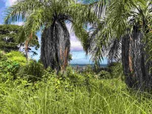 Lot 19 – Ocean view