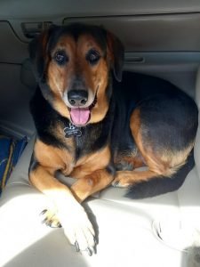 Dog sitting in car.