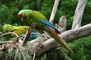 A green macaw in a tree