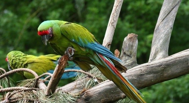 green macaw.