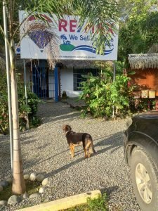 Dog in front of building.