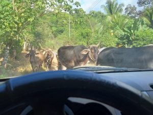 Cows on road.