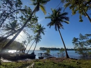 Palm trees and shoreline.