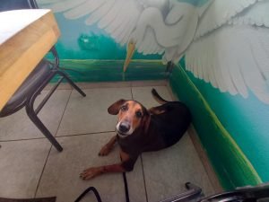 Dog in restaurant