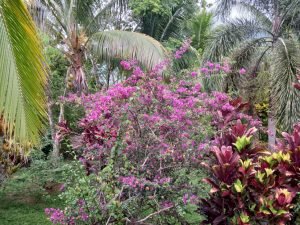 Plants and palms.