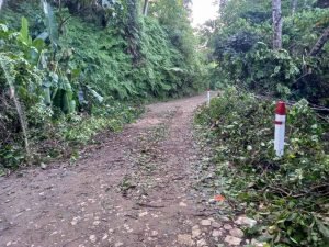 Road through forest