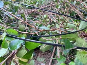 Cables and leaves.