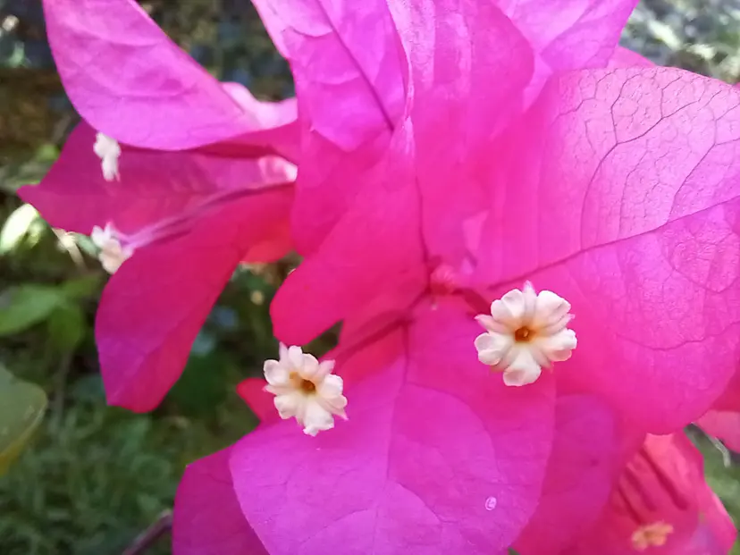 Bougainvillea plant.