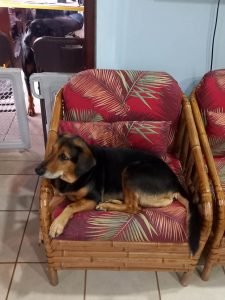 Dog on chair.