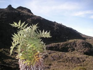 Mountainous terrain.