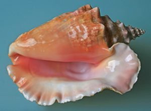 A conch shell.