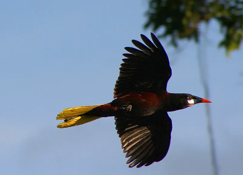 Bird flying.