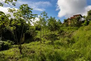 New