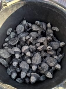 Baby turtles in a bucket.