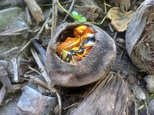 Garbage in coconut shell.