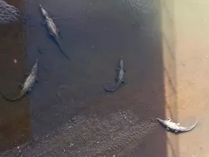 Crocodiles in river.