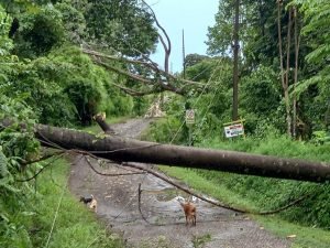 Trees downed over road.