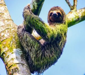 3toed sloth