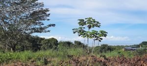 5732 Ph 11 Lot #40 04