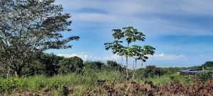 5732 Ph 11 Lot #40 05