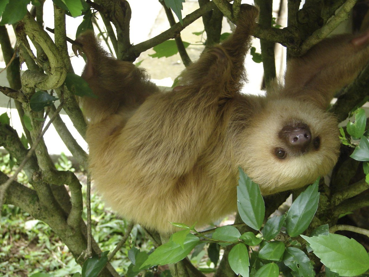 Sloths of Costa Rica