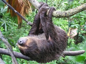 Sloth in tree.