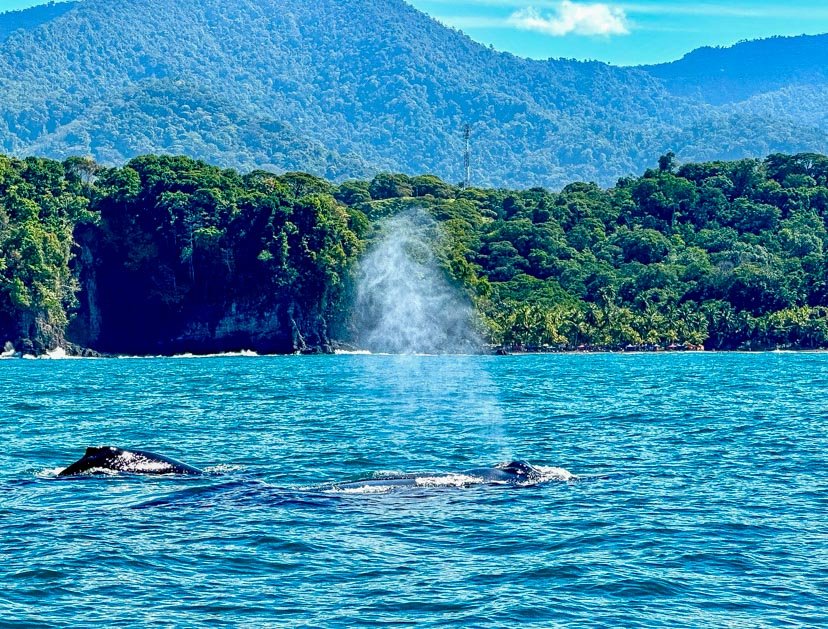 Whale watching tours departing from Marino Ballena National Park rarely disappoint!