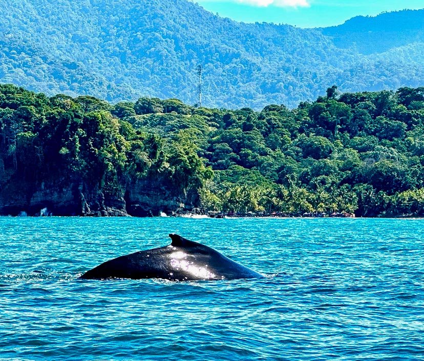 A Humpback Whale swimming just off the shore of Playa Ventanas. Its curved back is very noticeable in this photo, a namesake that is demonstrated as the whale is preparing to dive down below the waves.