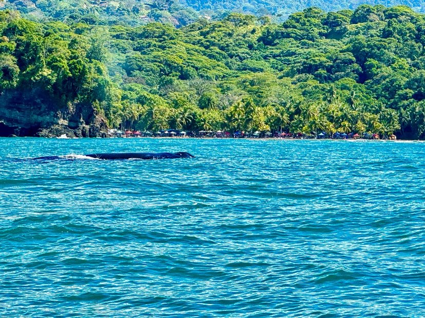Two Humpback Whales - a mother and a calf - are seen swimming along the shores of Playa Ventanas, visible as a long line of beach umbrellas.