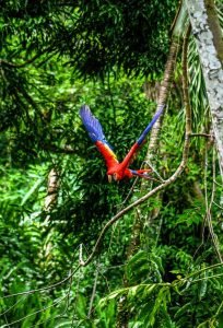 Scarlet macaw