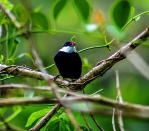White ruff Manakin (1)