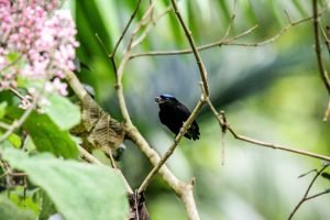 blue crown manakin