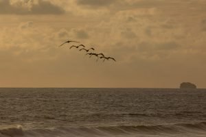 carate-rainforest-estate-1