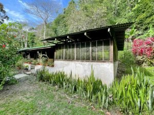 carate-rainforest-estate-13