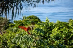 carate-rainforest-estate-28