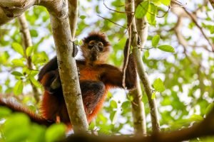 carate-rainforest-estate-29