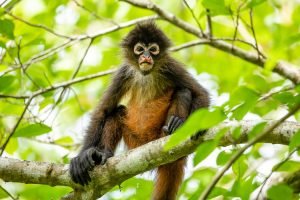 carate-rainforest-estate-32