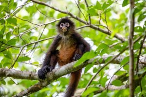 carate-rainforest-estate-33