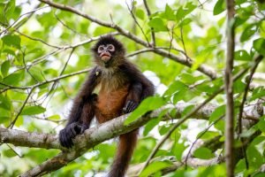 carate-rainforest-estate-34