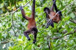 carate-rainforest-estate-35