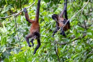 carate-rainforest-estate-36