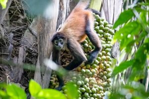 carate-rainforest-estate-37