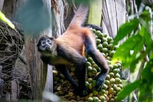 carate-rainforest-estate-38