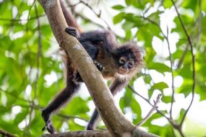 carate-rainforest-estate-40