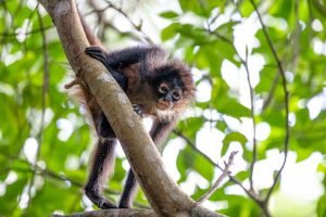 carate-rainforest-estate-41