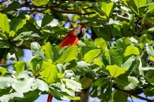 carate-rainforest-estate-46